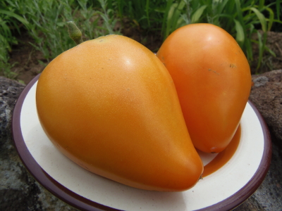 Coeur de boeuf orange - Click Image to Close